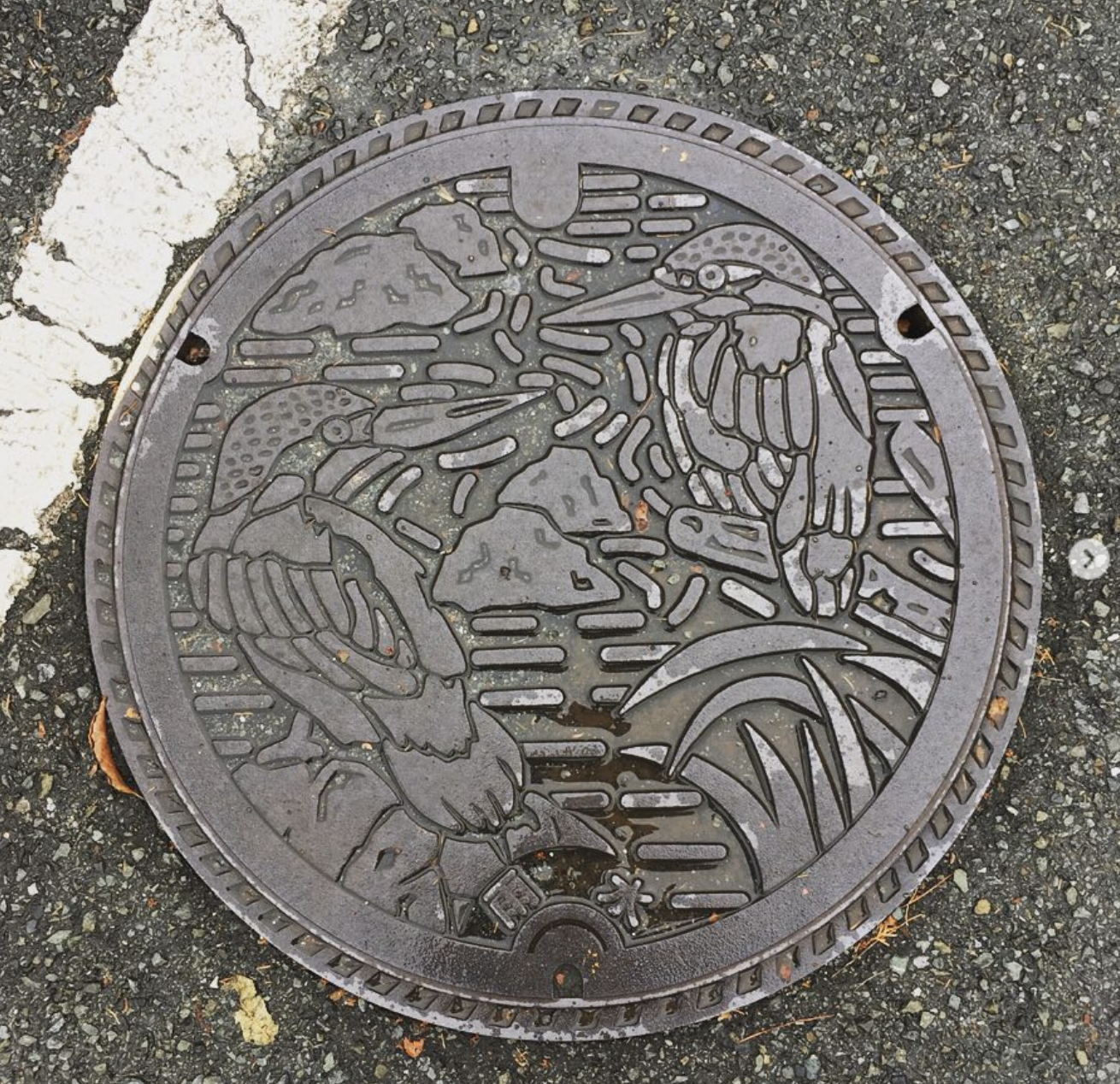 撈過界的翠鳥@東京都日野市